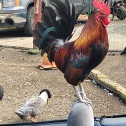 Boo Boo Zoo - Warning if have a convertible may have chickens in it exploring when you leave.