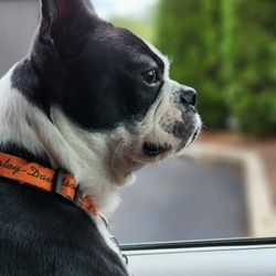Companion Animal Hospital - Harley