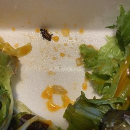 Salad with side of bug Salad with side of bug