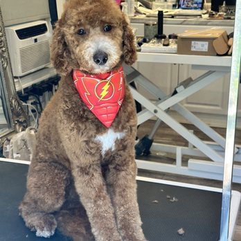 MFD Grooming & Wellness - Pet Groomers Near Me MFD Grooming & Wellness - Pet Groomers Near Me