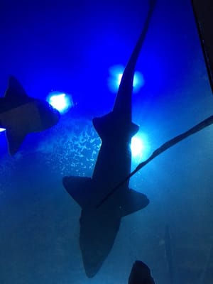 National Marine Aquarium by null
