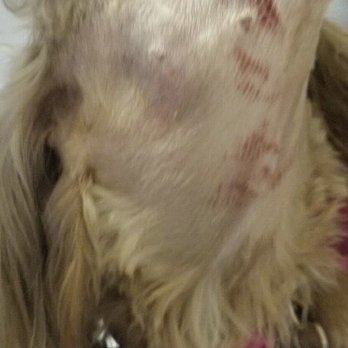 PetSmart - Neck cut up from grooming - Pet Stores Near Me - Wausau, Wisconsin