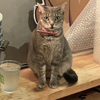 Tripping Animals Brewing - Cute kitty - Breweries Near Me - Doral, Florida Tripping Animals Brewing - Cute kitty - Breweries Near Me - Doral, Florida