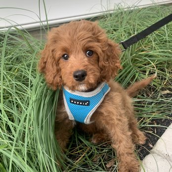 Furrylicious - Pet Stores Near Me - Whitehouse Station, New Jersey
