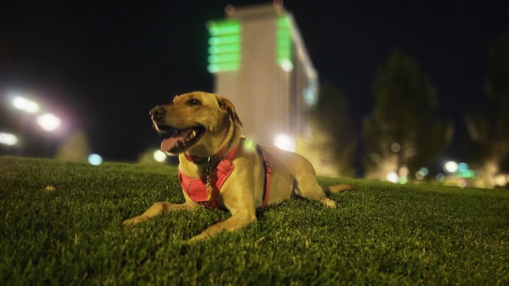 THE BERKLEY, LAS VEGAS - 125 Photos & 125 Reviews - 8280 Dean Martin Dr