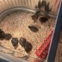Photo of Robinsons Feed