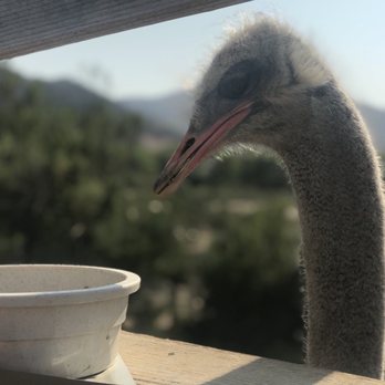 Ostrichland USA - Ostrich face!! - Attraction Farms Near Me - Solvang, California
