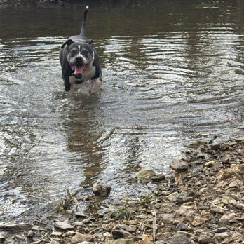 SJ’s Dog Boarding - Pet Boarding Near Me - Morrison, Tennessee