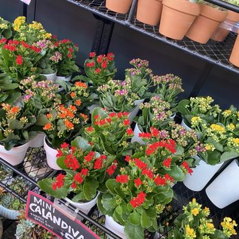 Trader Joe's - Plants in pots - Grocery Near Me - San Ramon, California Trader Joe's - Plants in pots - Grocery Near Me - San Ramon, California