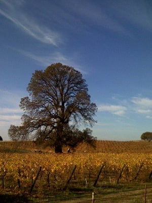 Terre Rouge & Easton Wines by null