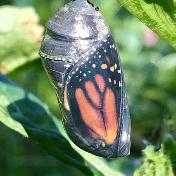 All Green Pest Control - Pest Control Near Me - Westfield, Massachusetts