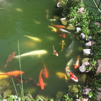ABC Aquatic - Aquarium Services Near Me ABC Aquatic - Aquarium Services Near Me