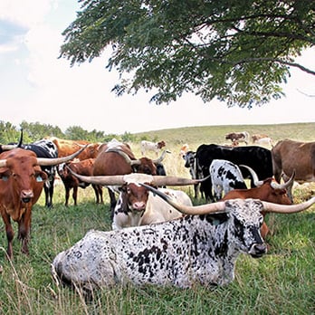 Dickinson Cattle - Dickinson Ranch website stock photo - Pet Stores Near Me - Barnesville, Ohio Dickinson Cattle - Dickinson Ranch website stock photo - Pet Stores Near Me - Barnesville, Ohio