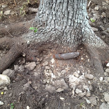 Capitol Tree Care - We used the Airspade to perform basework and expose the "root collar". We then removed any "girdling" roots that were found. - Tree Services Near Me - Austin, Texas Capitol Tree Care - We used the Airspade to perform basework and expose the "root collar". We then removed any "girdling" roots that were found. - Tree Services Near Me - Austin, Texas