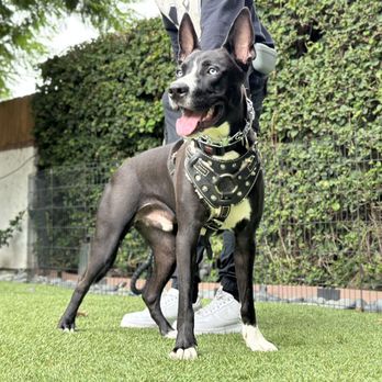Wet Noses Dog Training - Pet Training Near Me Wet Noses Dog Training - Pet Training Near Me