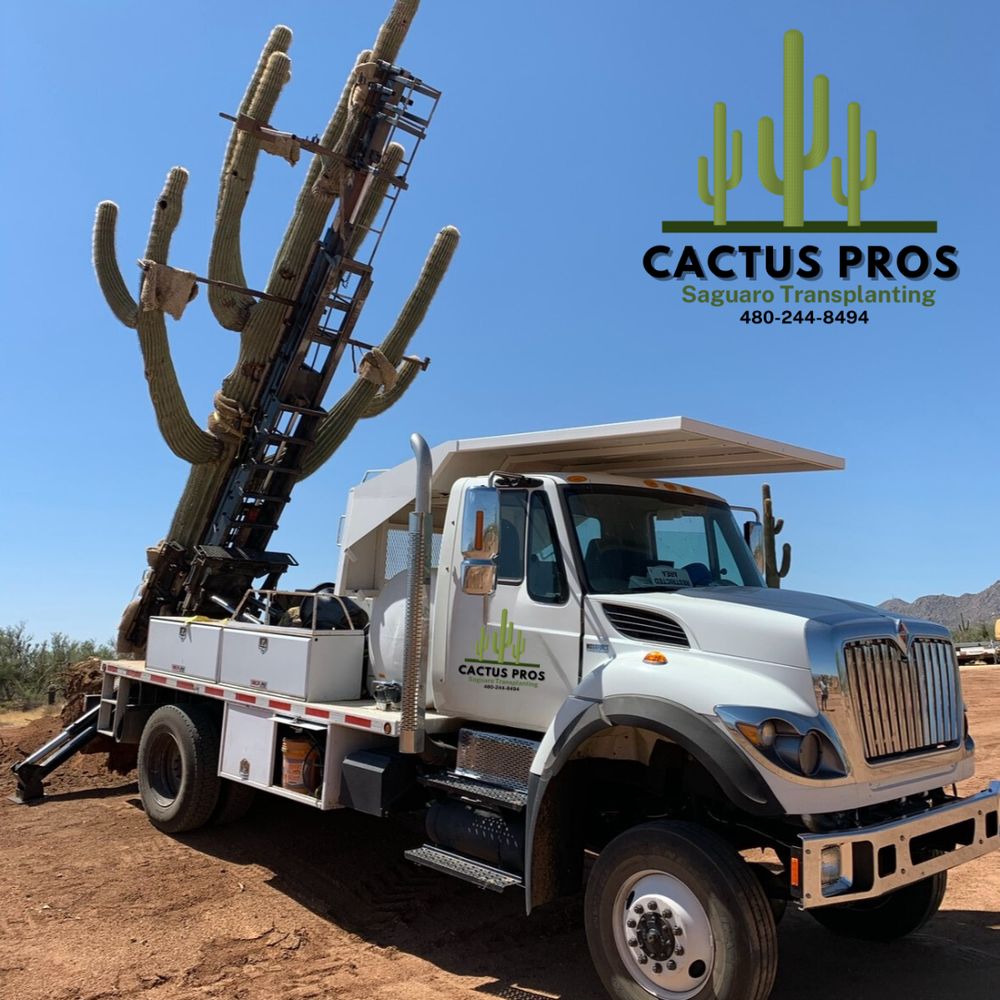 Cactus pros - tree service in Mesa, AZ