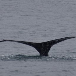 Humpback Tail