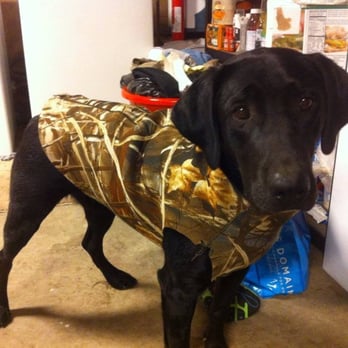 Happy Tails - Jasmine ready for hunting - Dog Walkers Near Me Happy Tails - Jasmine ready for hunting - Dog Walkers Near Me
