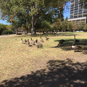 Lakeside Park - Goose and gander - Parks Near Me - Oakland, California