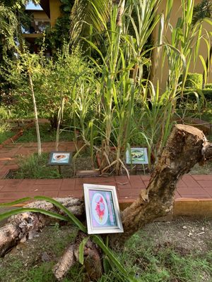 Secrets Aura Cozumel by null