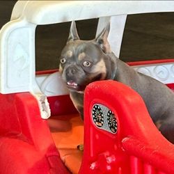 Opie's Doggie Playcare and Salon