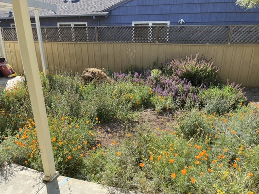 Backyard Remodel - I cleared all plants from area. Installation of edging, irrigation, base materials. Installed planter boxes with soil. Finished with stepping stones and mulch. Backyard Remodel - I cleared all plants from area. Installation of edging, irrigation, base materials. Installed planter boxes with soil. Finished with stepping stones and mulch.