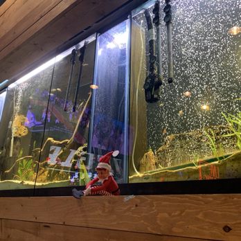 Ginny Lane Bar & Grill - Fish tank - with Elf on the Shelf! - Seafood Near Me - Orange Beach, Alabama Ginny Lane Bar & Grill - Fish tank - with Elf on the Shelf! - Seafood Near Me - Orange Beach, Alabama