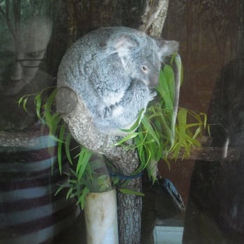 Zoo Miami - shy lil Koala - Zoos Near Me - Miami, Florida Zoo Miami - shy lil Koala - Zoos Near Me - Miami, Florida