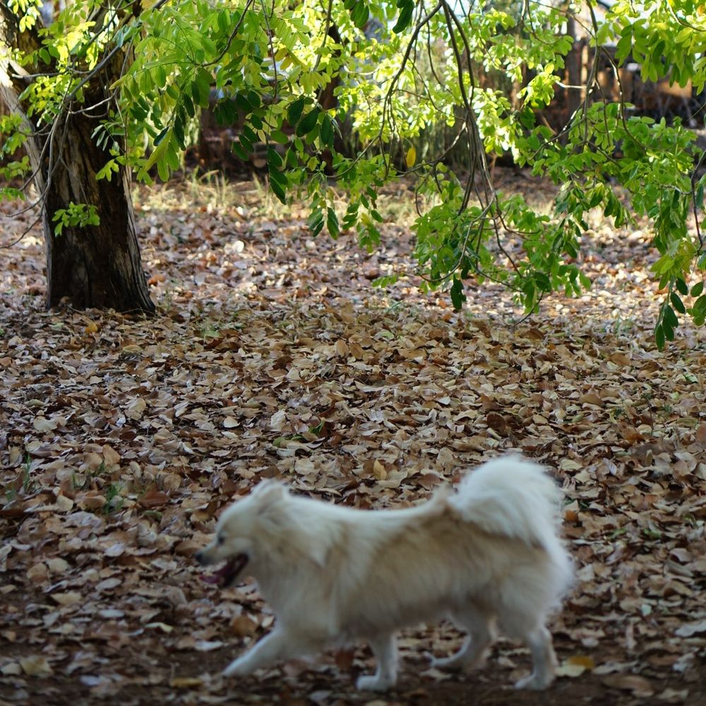 FURRY FRIENDS PET STAYS Updated August 2024 8 Ryan Rd, Mount Isa