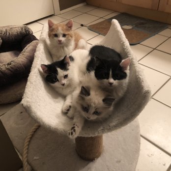 The Feline Fix - Veterinarians Near Me - Commerce City, Colorado The Feline Fix - Veterinarians Near Me - Commerce City, Colorado