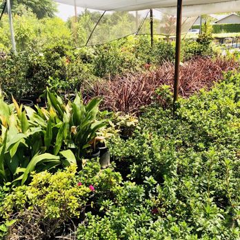 V Montoya Nursery - Nurseries & Gardening Near Me - Orange, California V Montoya Nursery - Nurseries & Gardening Near Me - Orange, California