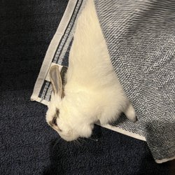 Nanuet Animal Hospital - My rabbit died due to injuries sustained from the doctors at the animal hospital.