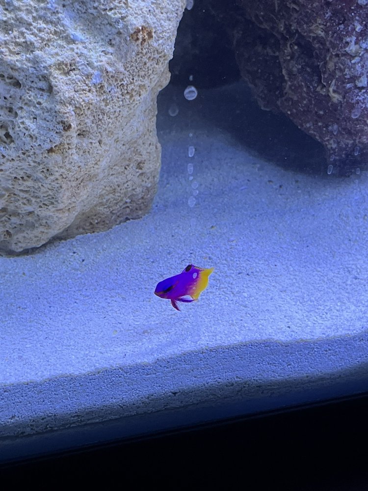 BECKY’S AQUARIUM WORKS Updated August 2024 1501 Iowa Ave, Joplin