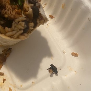 The Taco Project - A cooked fly - Mexican Near Me - Bronxville, New York The Taco Project - A cooked fly - Mexican Near Me - Bronxville, New York