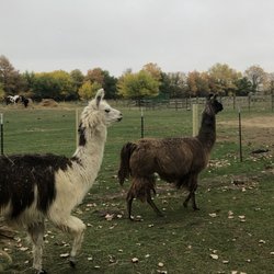 Indian Creek Camp & Conference Center - llamas