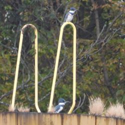Dashields Lock and Dam - Pair of Kingfishers