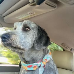 Hilltop Pet Resort - otw to hilltop!!