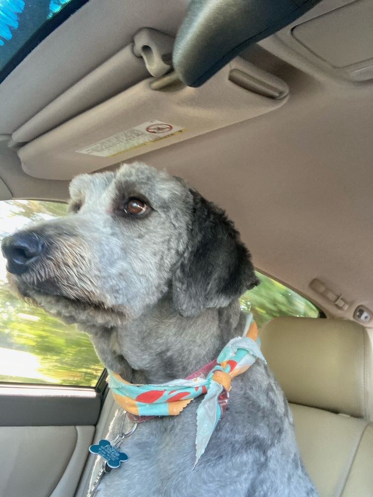 HILLTOP PET RESORT Updated October 2024 13 Reviews 500 Tyrone Dr