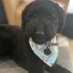 Headshot of our pup after her grooming appt. Headshot of our pup after her grooming appt.