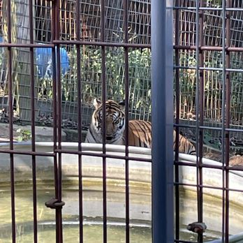 Crown Ridge Tiger Sanctuary - Tiger - Animal Shelters Near Me - Ste. Genevieve, Missouri