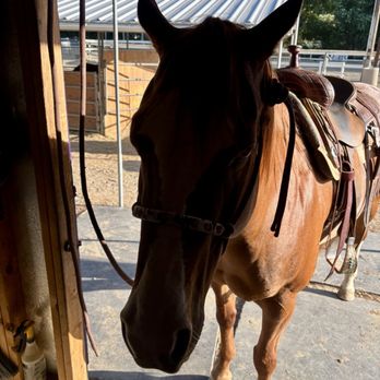 Hidden Canyon Riders - Gitana the lesson horse. - Horseback Riding Near Me - Brea, California