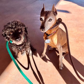 Paws-A-Tive Dog Training - Pet Training Near Me - Las Vegas, Nevada