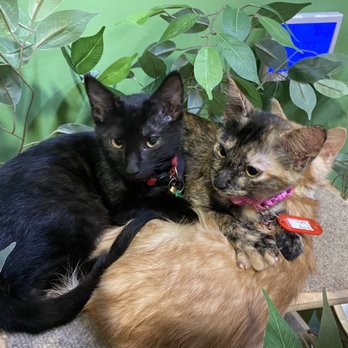 The Charming Cat Corner - Cuddles - Pet Stores Near Me - Lewisville, Texas The Charming Cat Corner - Cuddles - Pet Stores Near Me - Lewisville, Texas