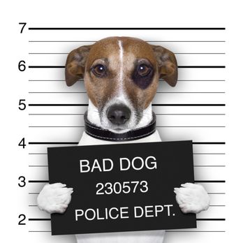 Jonathan W Johnson - A dog bite is a SERIOUS issue - read what happened to this guy for a dog lick https://usat.ly/2v6dK2M - Contact us for any type dog bite - Personal Injury Law Near Me - Atlanta, Georgia