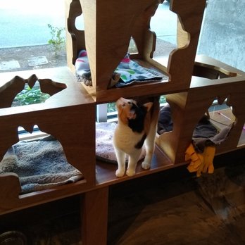 Seattle Meowtropolitan - Explorer cat - Themed Cafes Near Me - Seattle, Washington Seattle Meowtropolitan - Explorer cat - Themed Cafes Near Me - Seattle, Washington