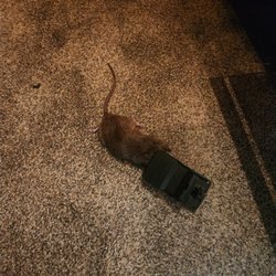 Plus 1 Pest Control