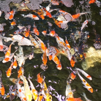 Total Fish & Pets - Pet Stores Near Me - Alhambra, California Total Fish & Pets - Pet Stores Near Me - Alhambra, California