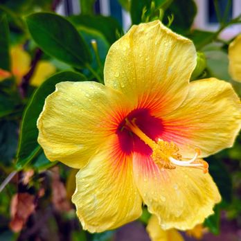 Waipouli Beach Resort - Hibiscus in the garden - Vacation Rentals Near Me - Kapaa, Hawaii Waipouli Beach Resort - Hibiscus in the garden - Vacation Rentals Near Me - Kapaa, Hawaii
