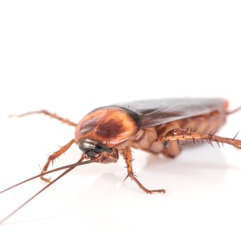 American Turf & Pest Titans - Pest Control Near Me American Turf & Pest Titans - Pest Control Near Me