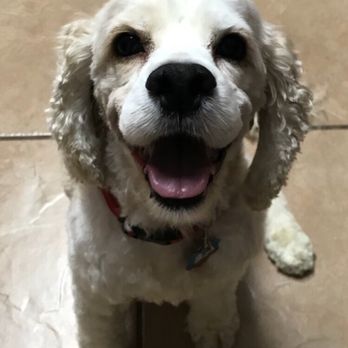 Petco - Pet Training Near Me - Orlando, Florida Petco - Pet Training Near Me - Orlando, Florida
